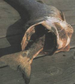 Щука весом 6 кг, поймала лосося весом 3 кг, но он очевидно, оказался слишком крупной добычей для нее, и она задохнулась